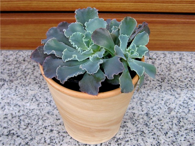 Echeveria 